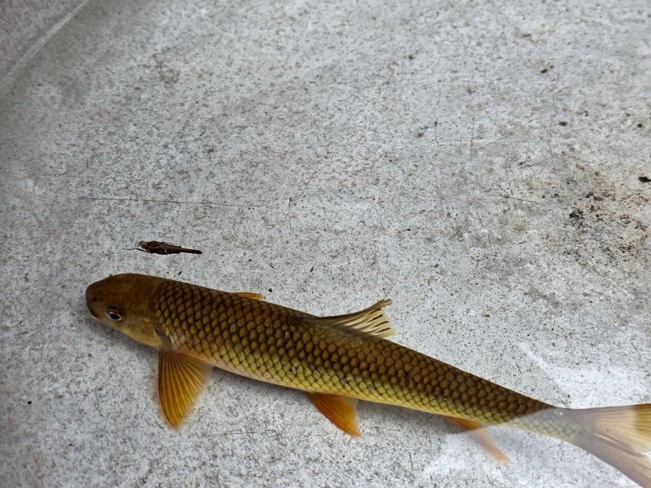 近距離觀賞溪魚「台灣石(魚賓)」,超有活力小編以最快的快門捕捉到牠