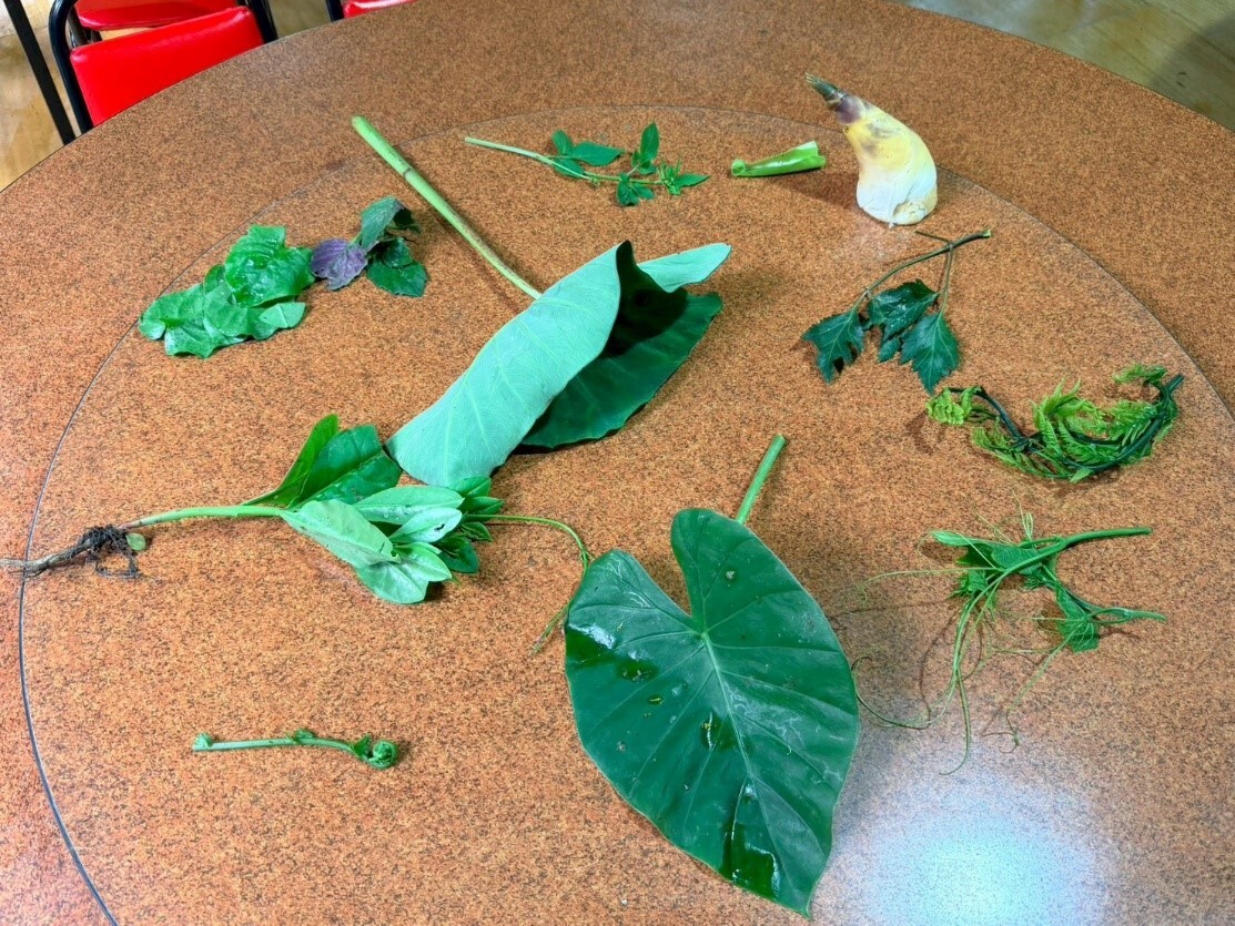 過貓、姑婆芋、龍鬚菜、山芹菜、竹筍、山蘇、大葉咸豐草、芋頭、紅菜、川七、山人蔘等內雙溪常見野生植物辨識與應用