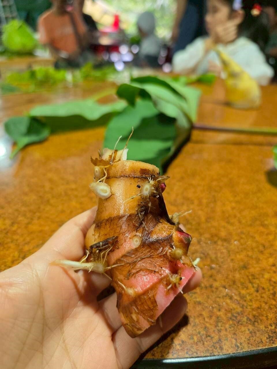 野薑花的塊莖,聞起來有淡淡的野薑花清香與辛香味。