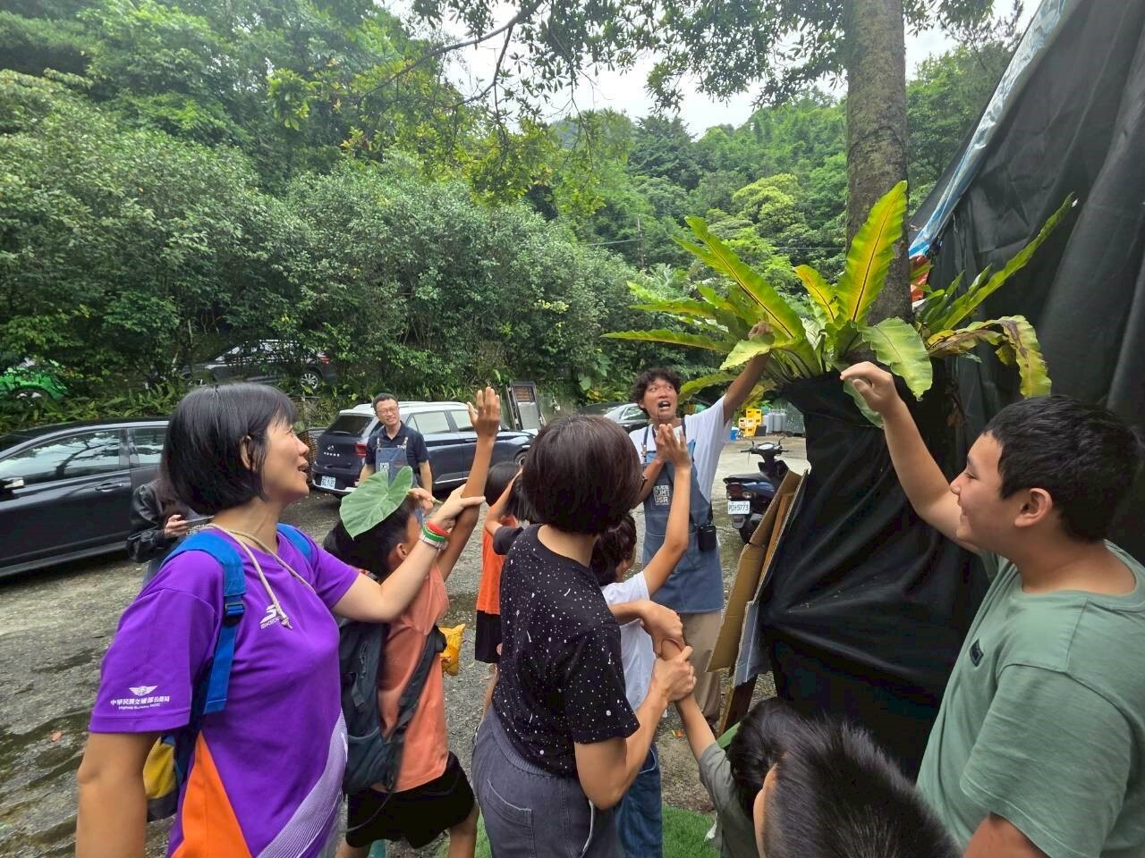 長得像鳥巢般的山蘇