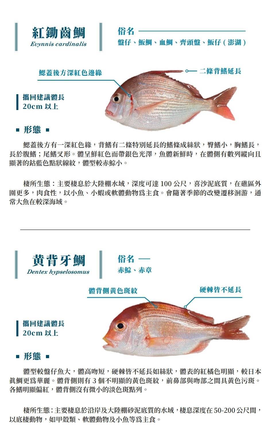 魚種區分